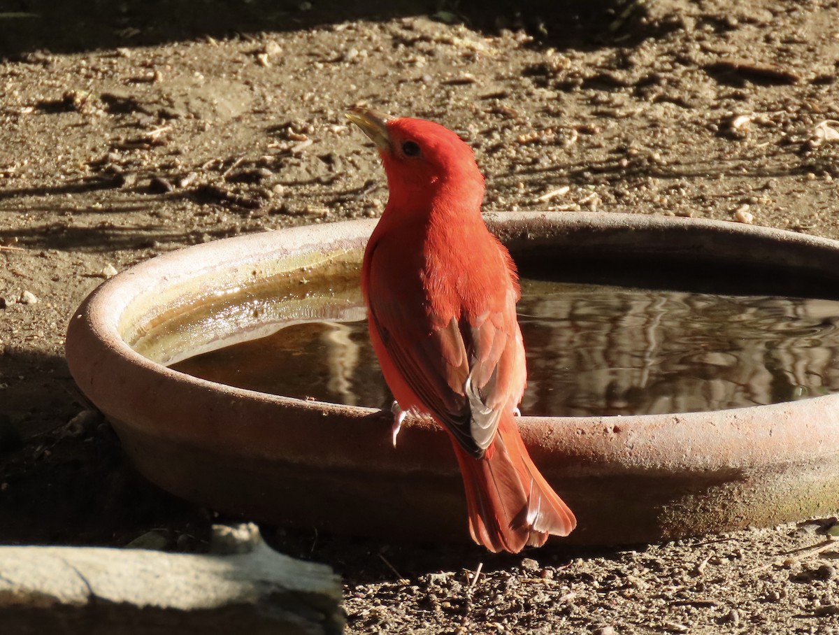 Summer Tanager - karen pinckard