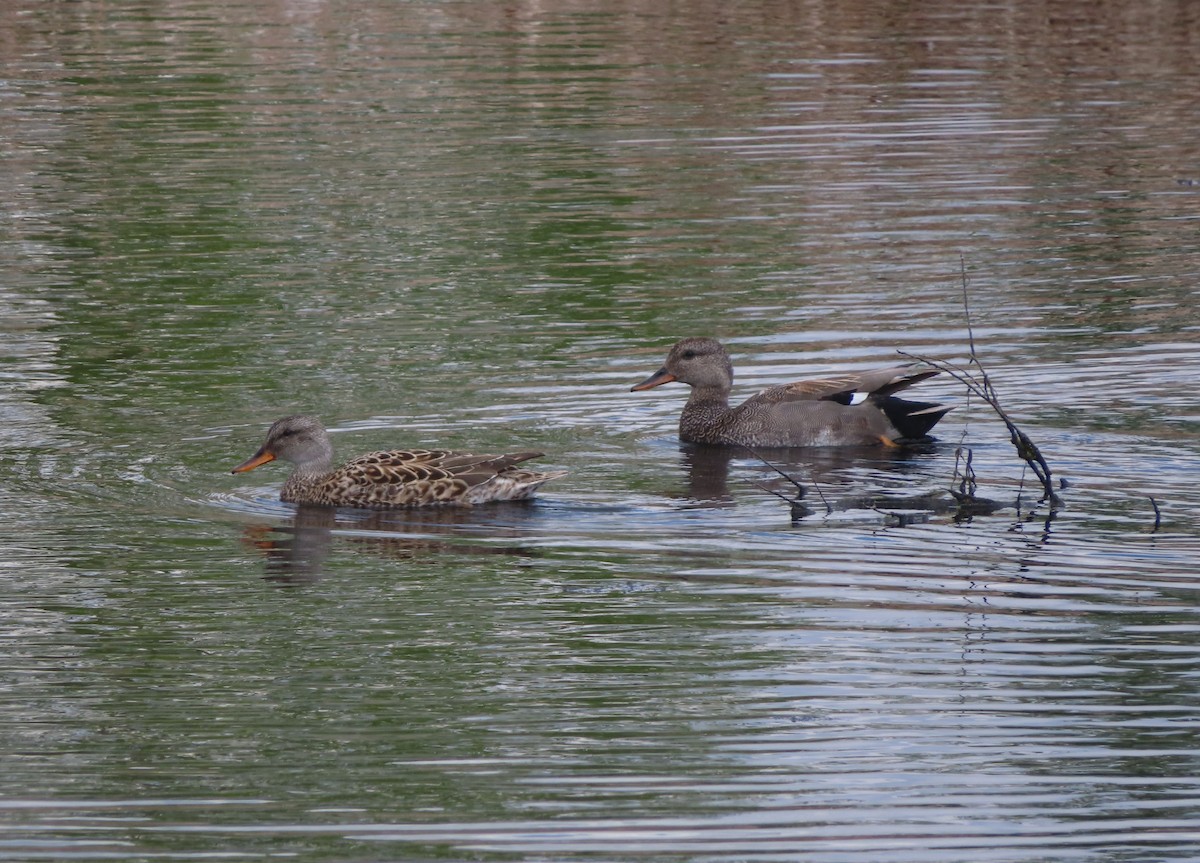 Gadwall - Violet Kosack