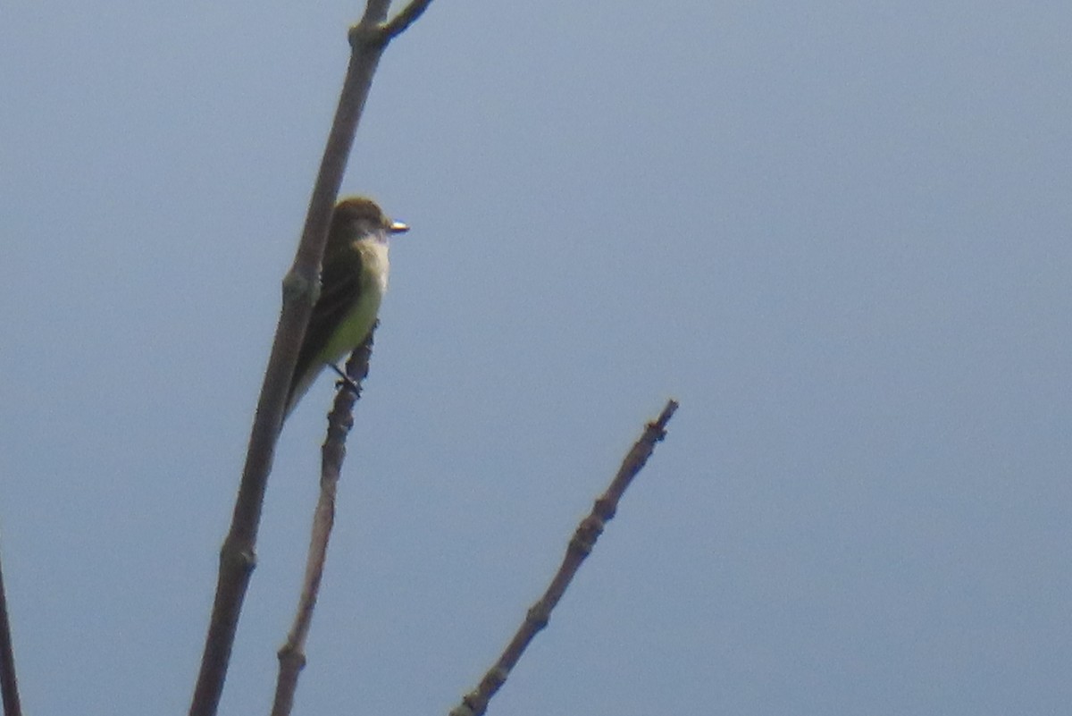 Willow Flycatcher - Margaret Higbee