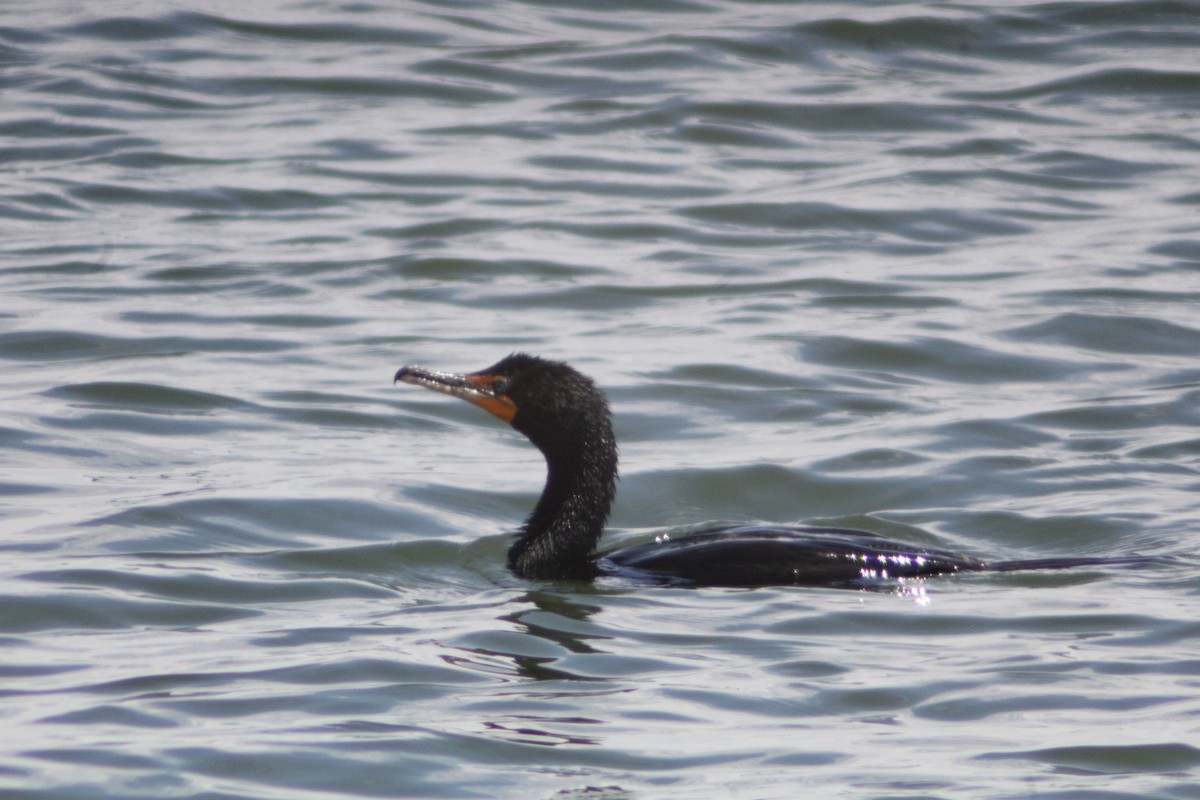 Double-crested Cormorant - Andrew Schmalfuss