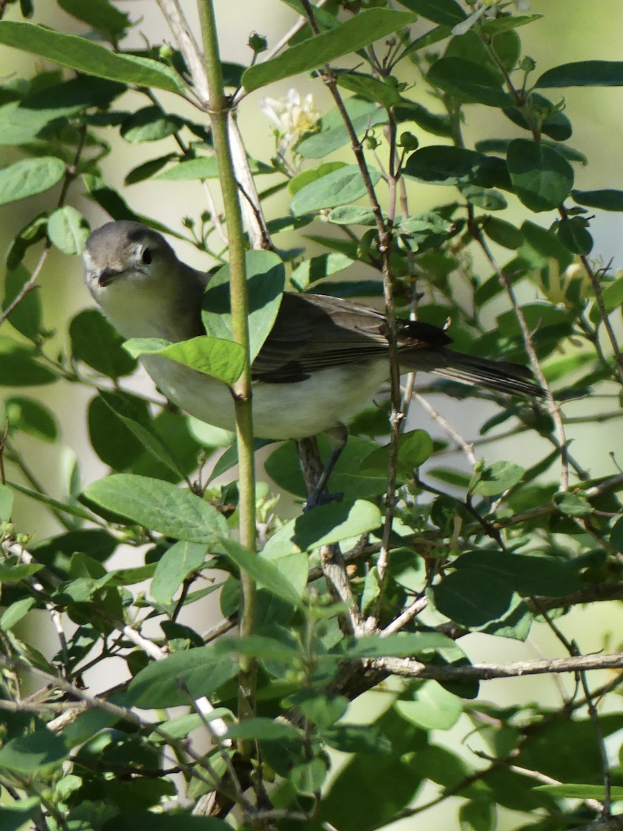 Warbling Vireo - Toni Van Wesep