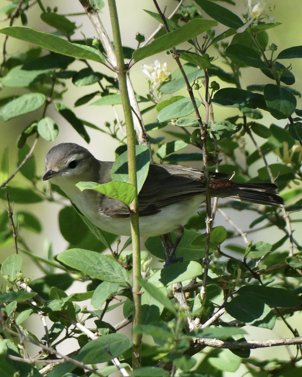 Warbling Vireo - Toni Van Wesep