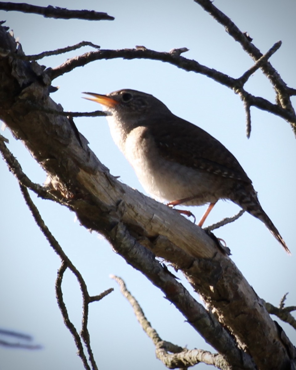 House Wren - Toni Van Wesep