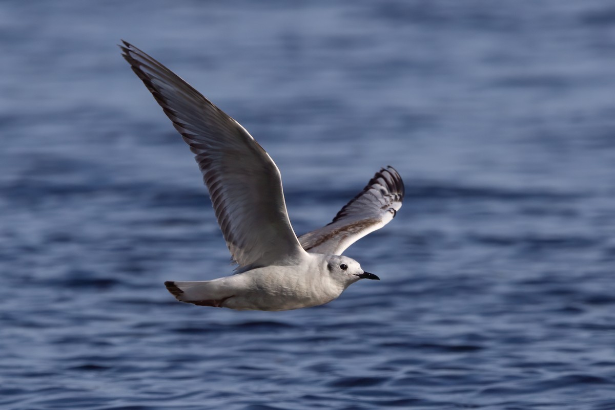 Bonaparte's Gull - Lyall Bouchard