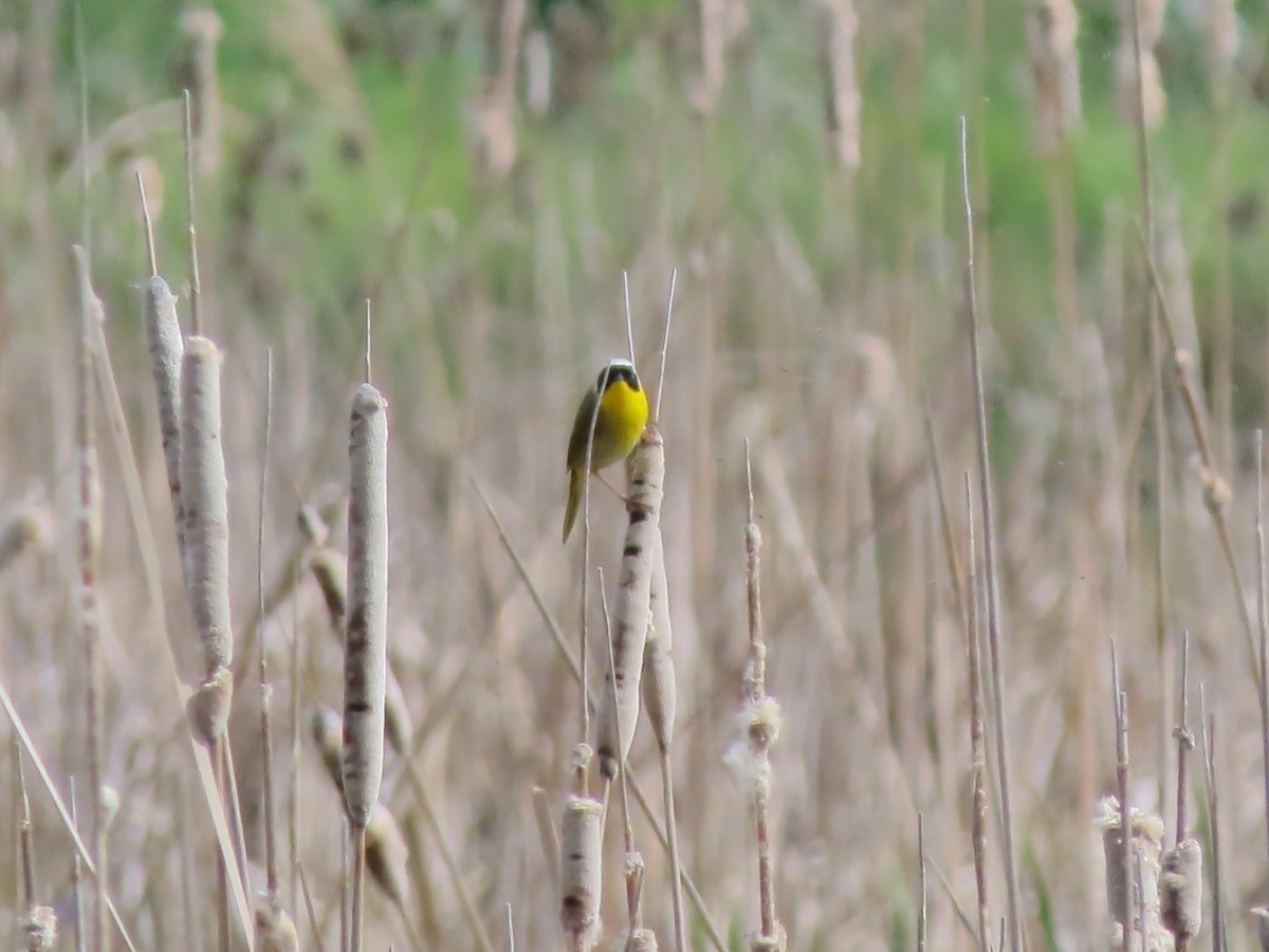 Common Yellowthroat - F Alvarez