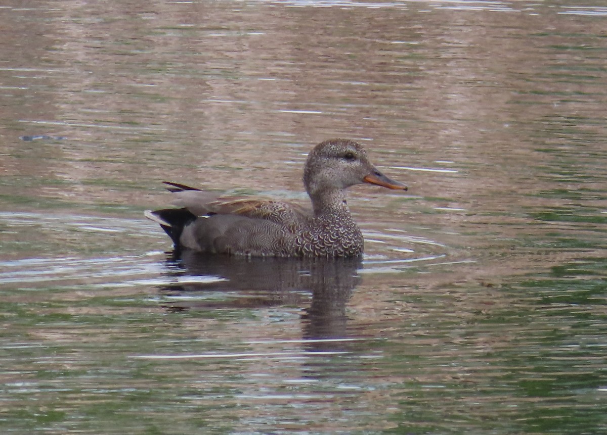 Gadwall - Violet Kosack