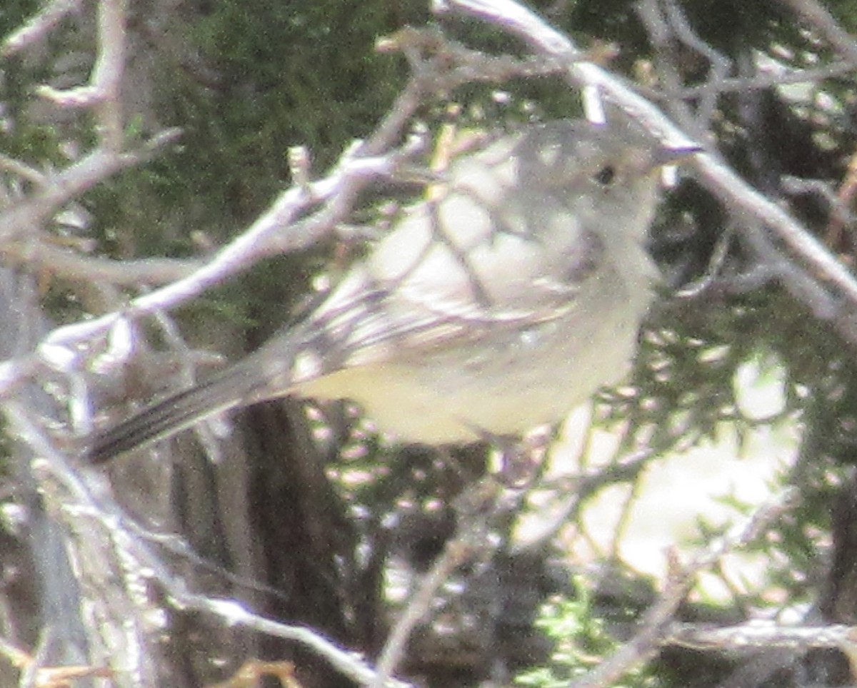 Gray Flycatcher - Don Allred