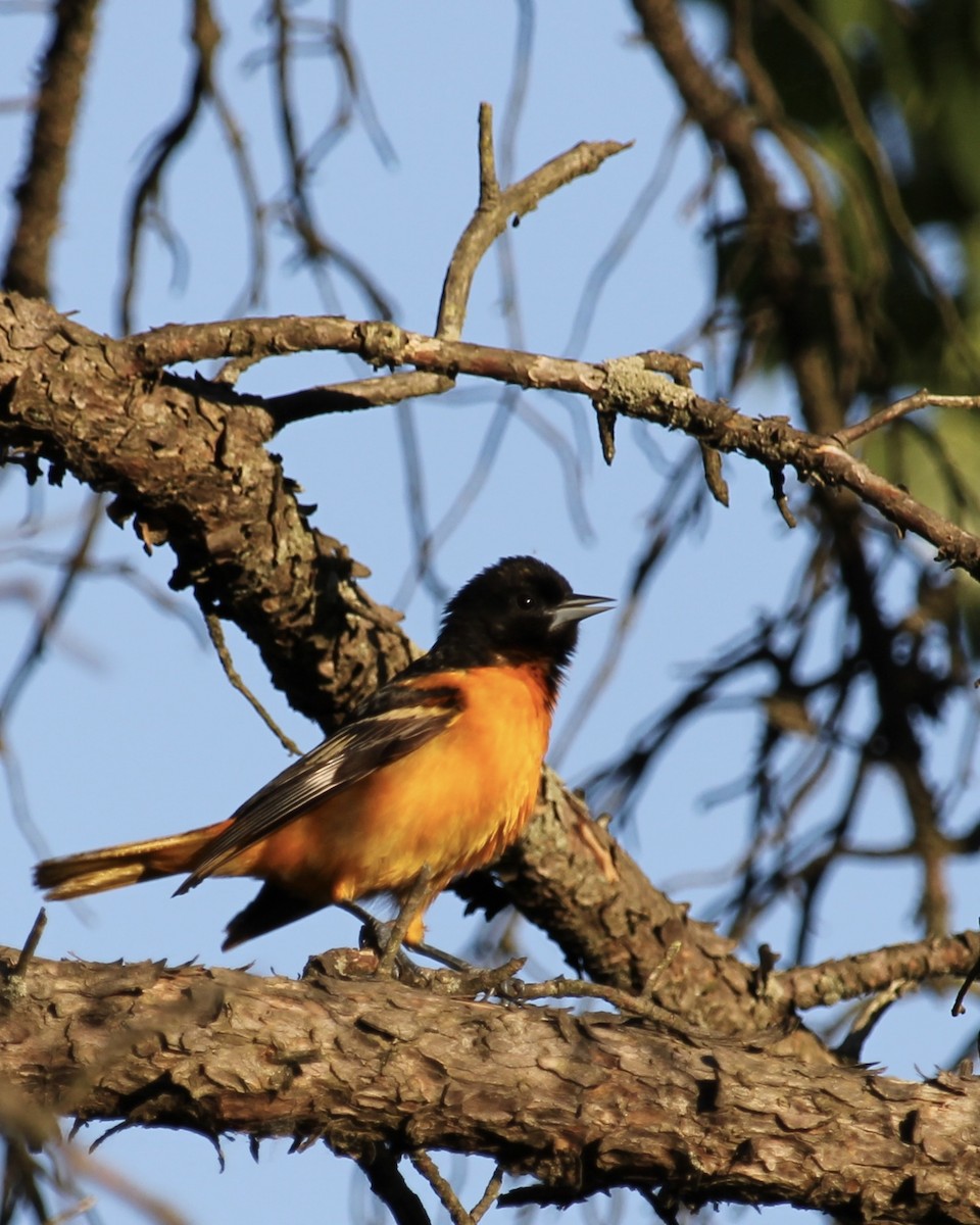 Baltimore Oriole - Toni Van Wesep