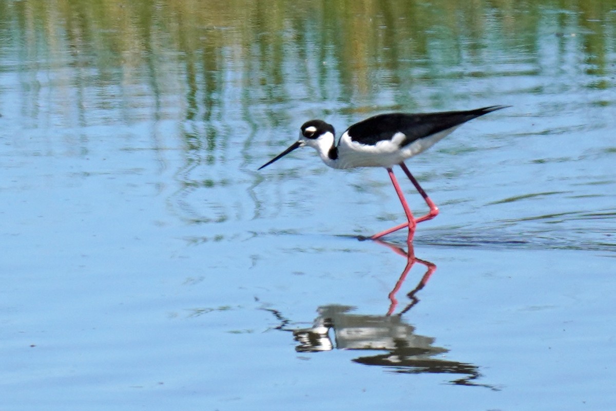 Black-necked Stilt - Susan Iannucci