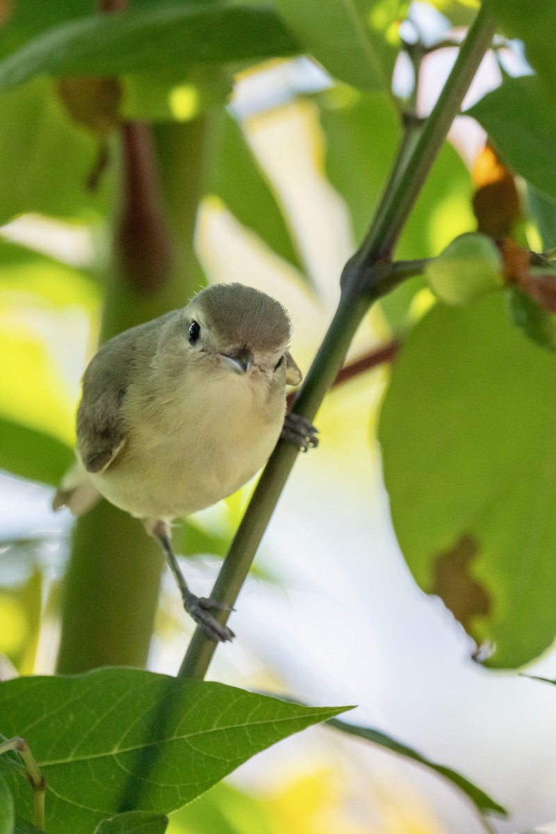 Warbling Vireo - Jobi Cates