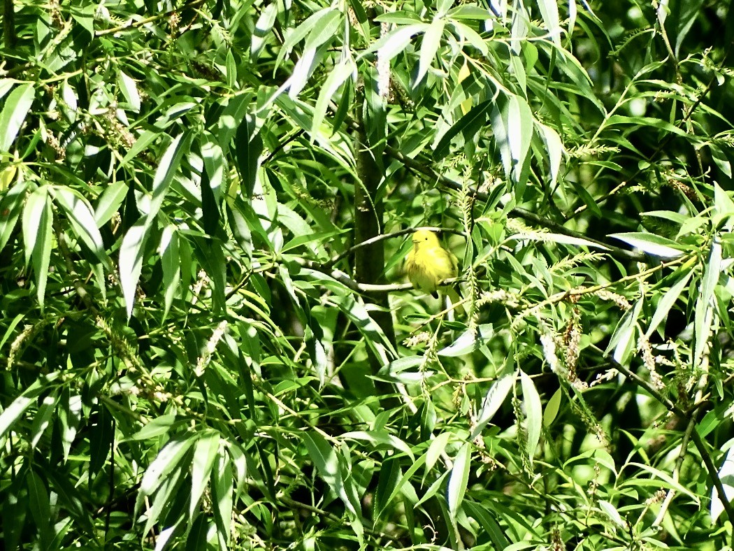 Yellow Warbler - Janet Wooten