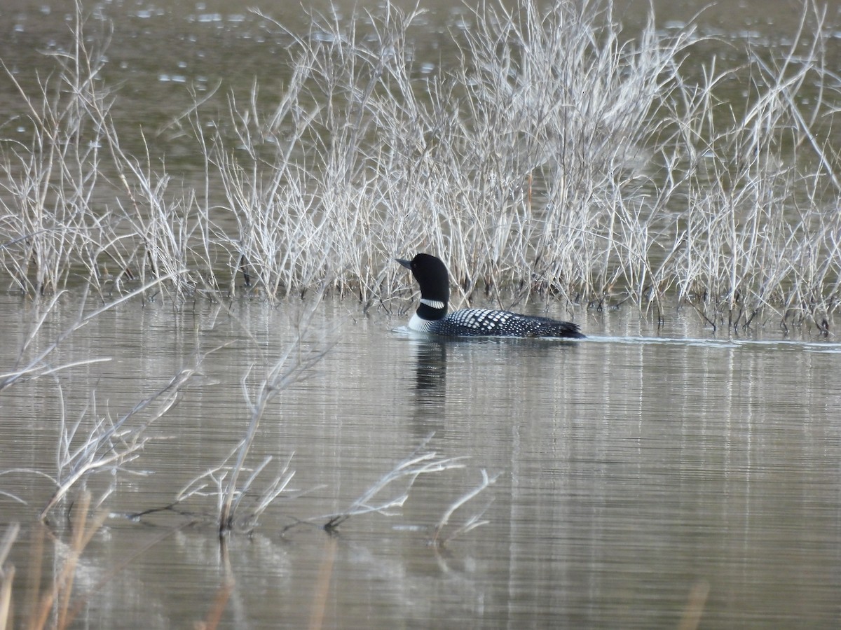 Common Loon - Lara Fitzpatrick