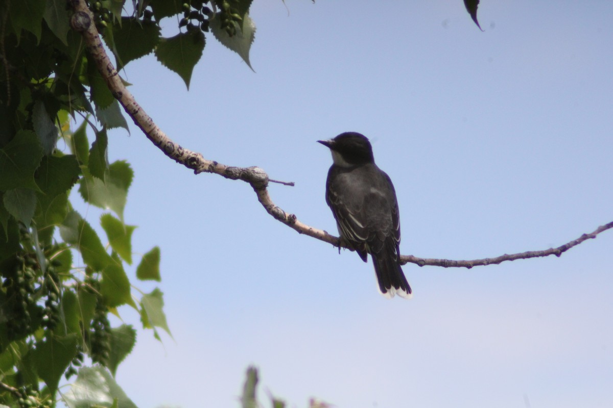 Eastern Kingbird - Andrew Schmalfuss