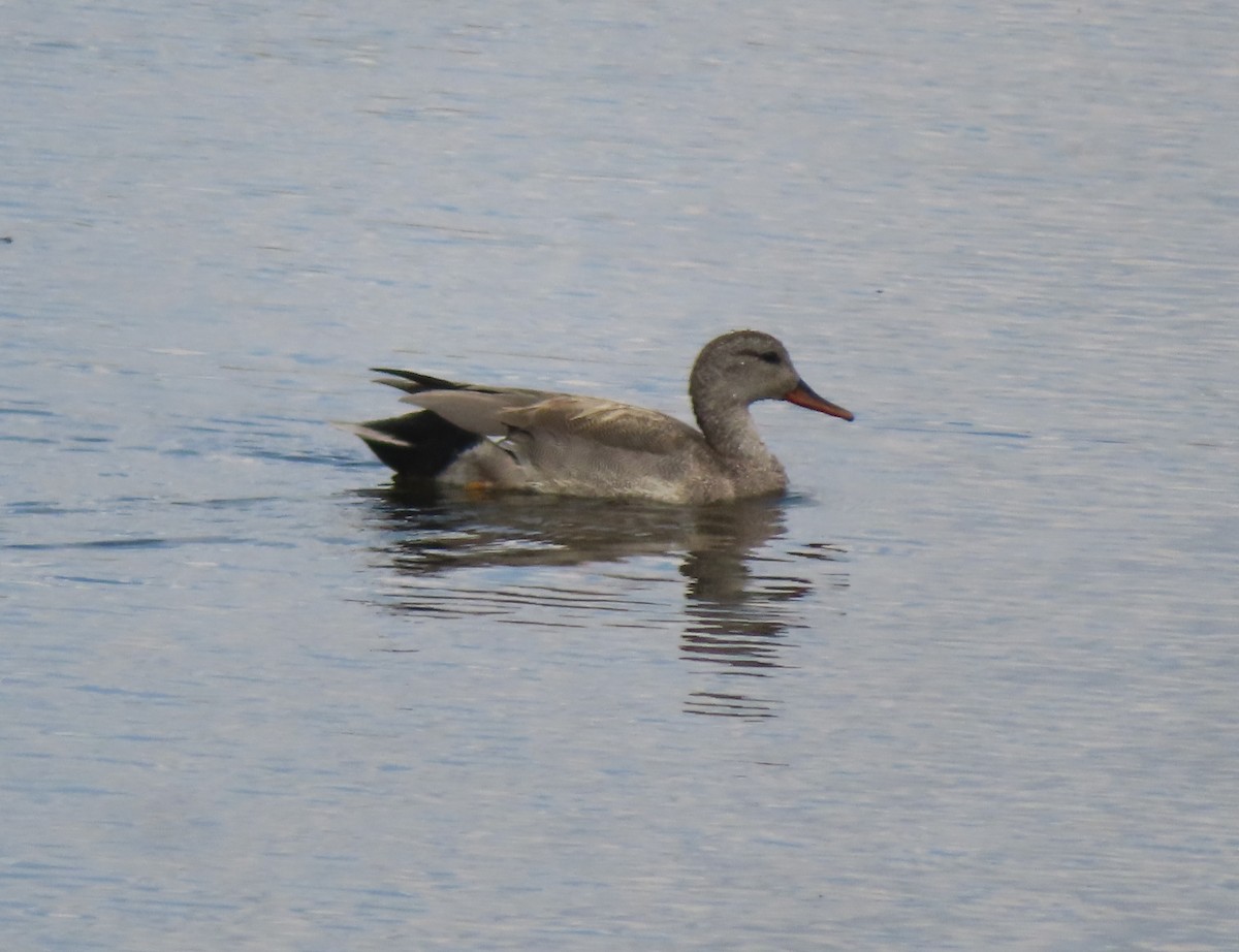 Gadwall - Violet Kosack