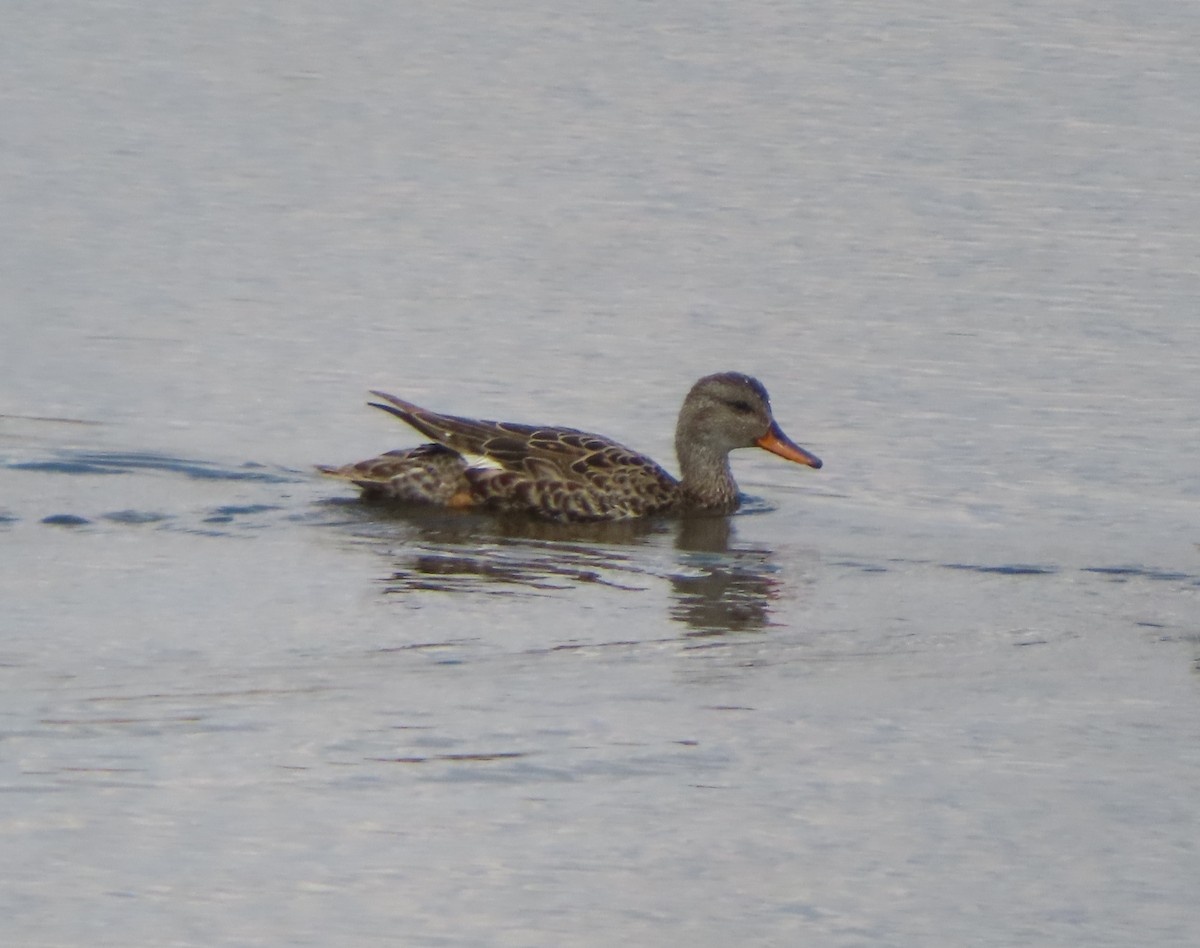 Gadwall - Violet Kosack