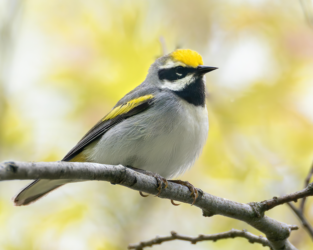 Golden-winged Warbler - Mark Sawyer