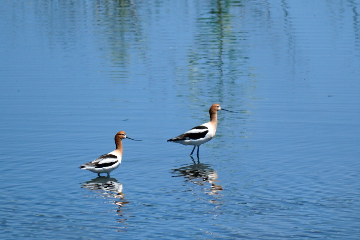 American Avocet - Susan Iannucci