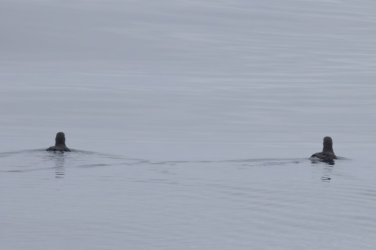 Scripps's Murrelet - Ted Keyel