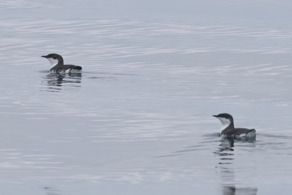 Scripps's Murrelet - Ted Keyel