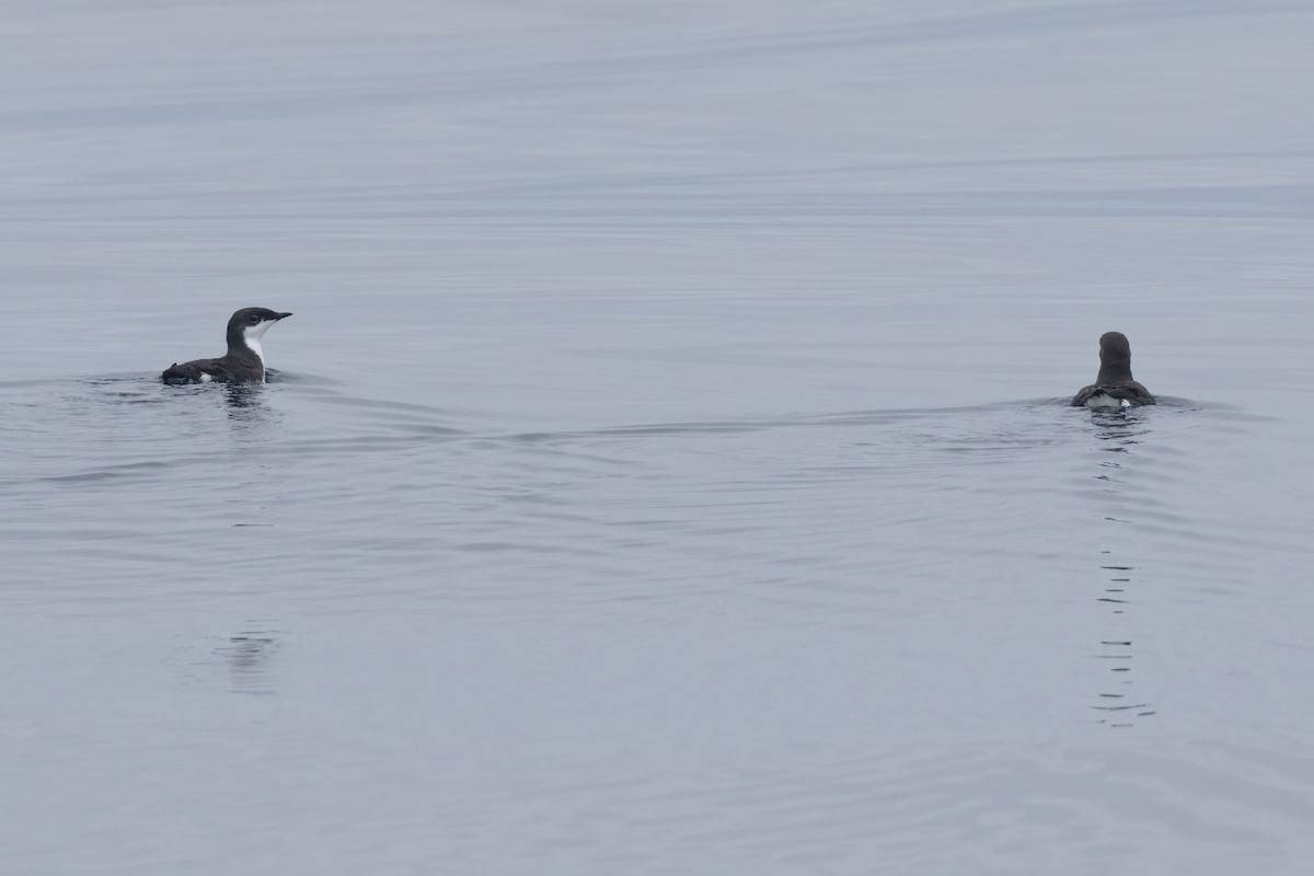 Scripps's Murrelet - Ted Keyel