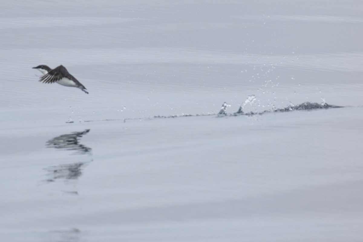 Scripps's Murrelet - ML619599771