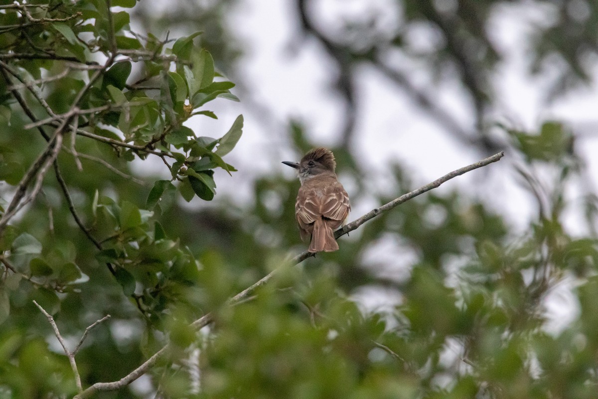 Ash-throated Flycatcher - Jesse Huth