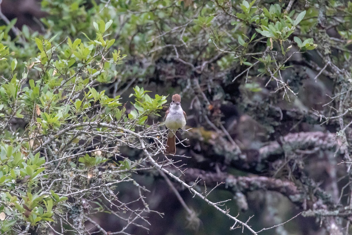 Ash-throated Flycatcher - Jesse Huth