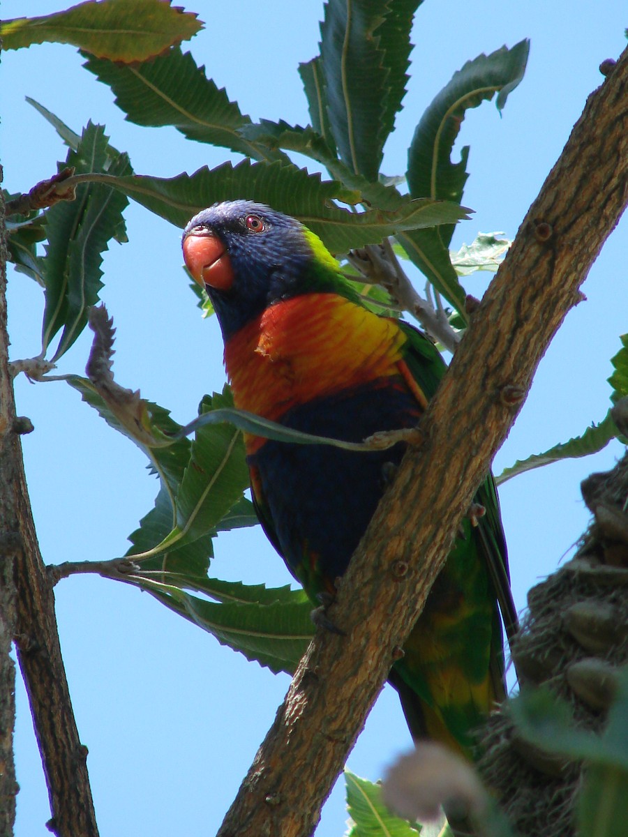 Rainbow Lorikeet - Andrew Bishop