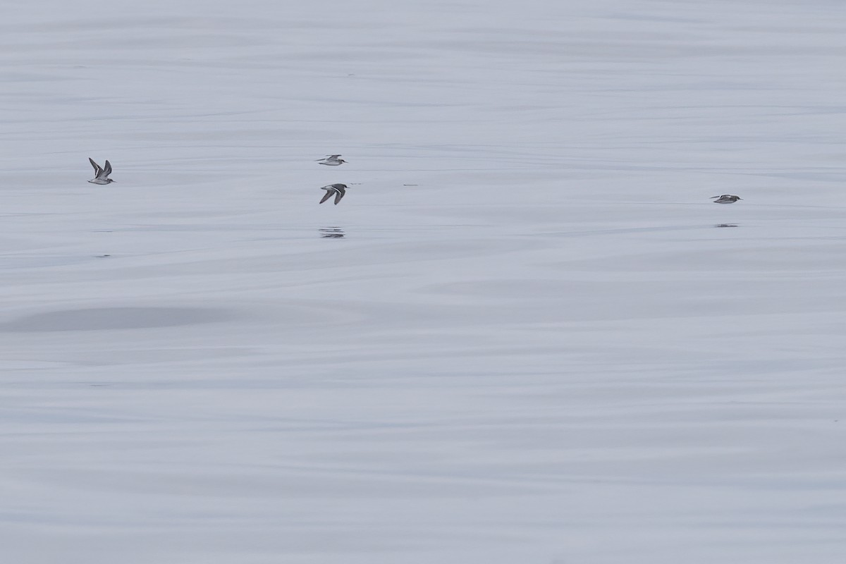 Red-necked Phalarope - Ted Keyel