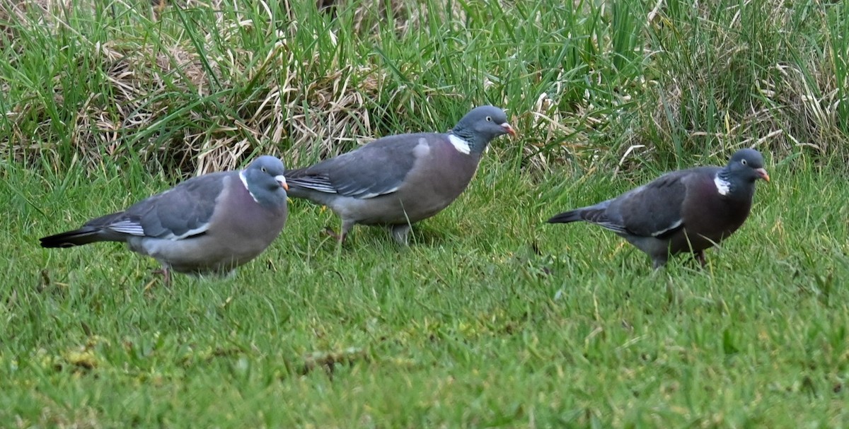 Common Wood-Pigeon - Gillian  Richards