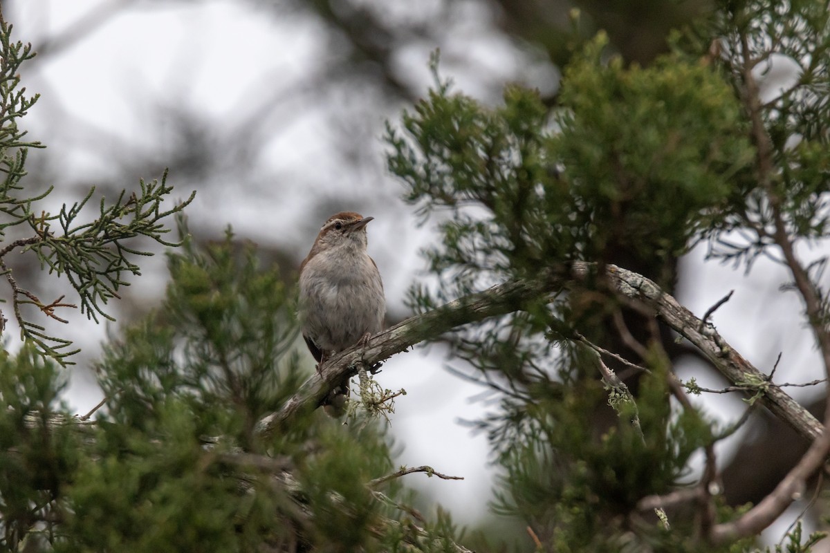 Bewick's Wren - Jesse Huth