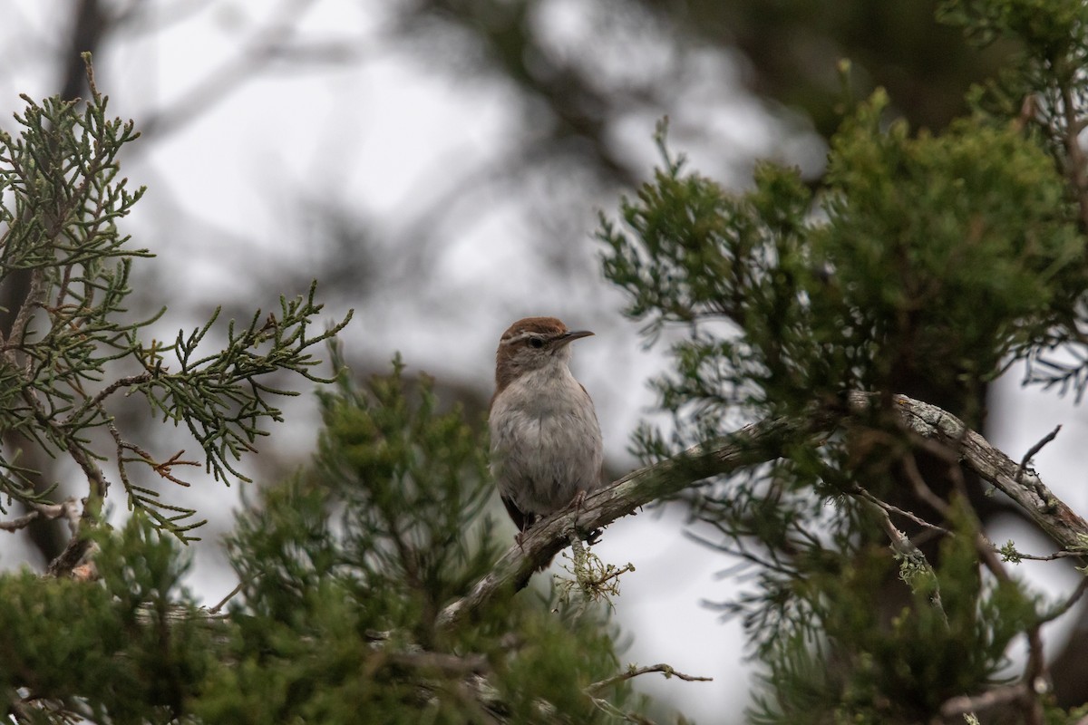 Bewick's Wren - Jesse Huth