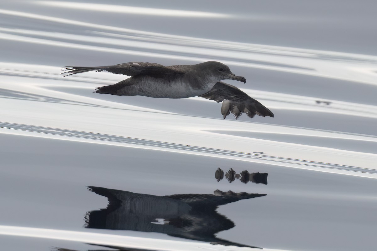 Pink-footed Shearwater - Ted Keyel