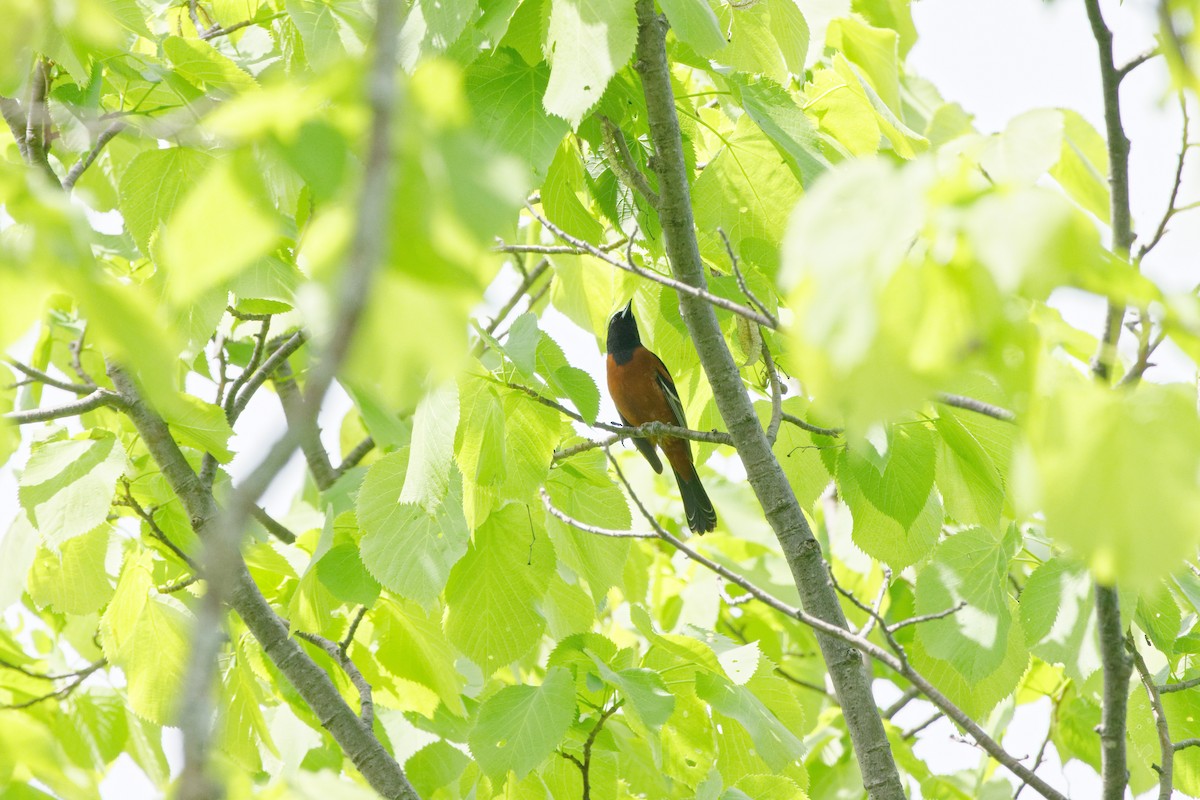 Orchard Oriole - ML619599787