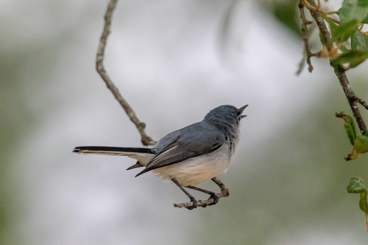 Blue-gray Gnatcatcher - Jesse Huth