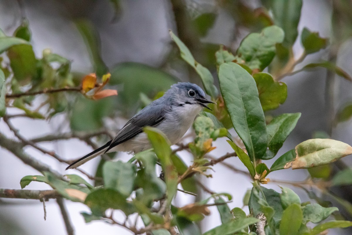 Blue-gray Gnatcatcher - Jesse Huth