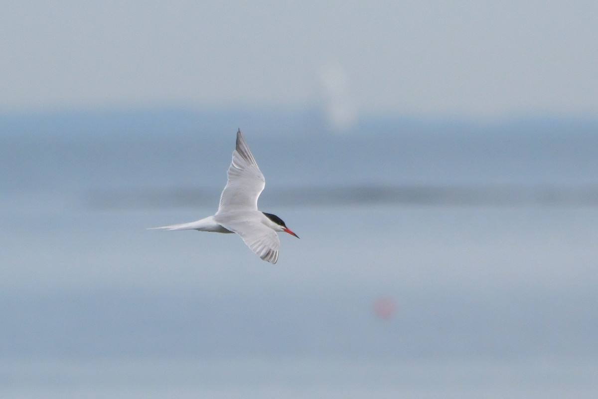 Common Tern - Russ Smiley