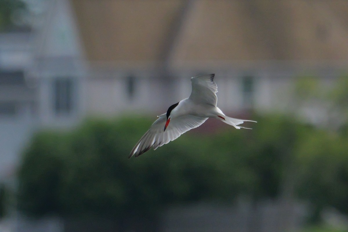 Common Tern - Russ Smiley