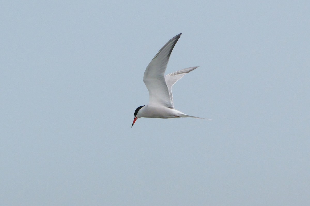 Common Tern - Russ Smiley