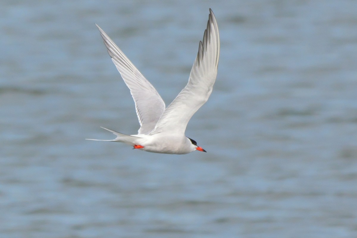 Common Tern - Russ Smiley