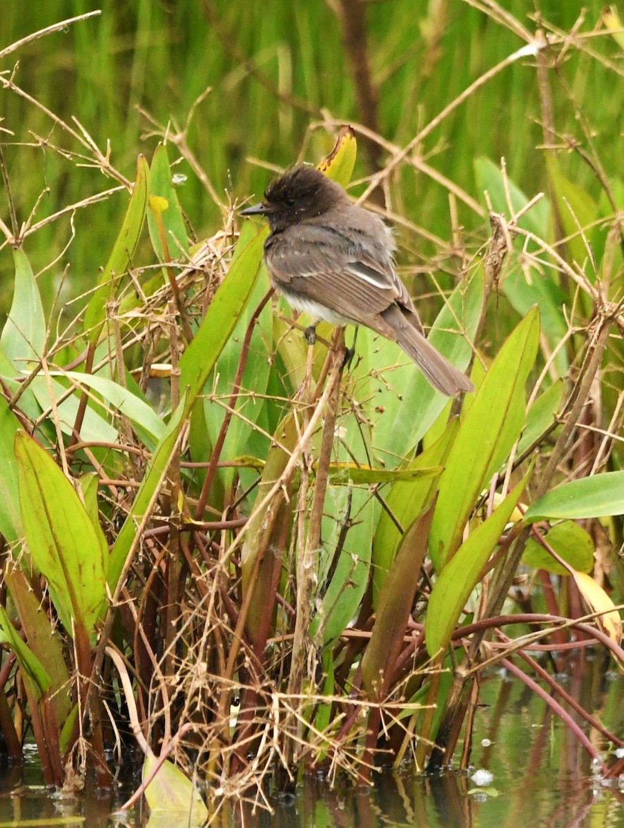 Black Phoebe - ML619599799