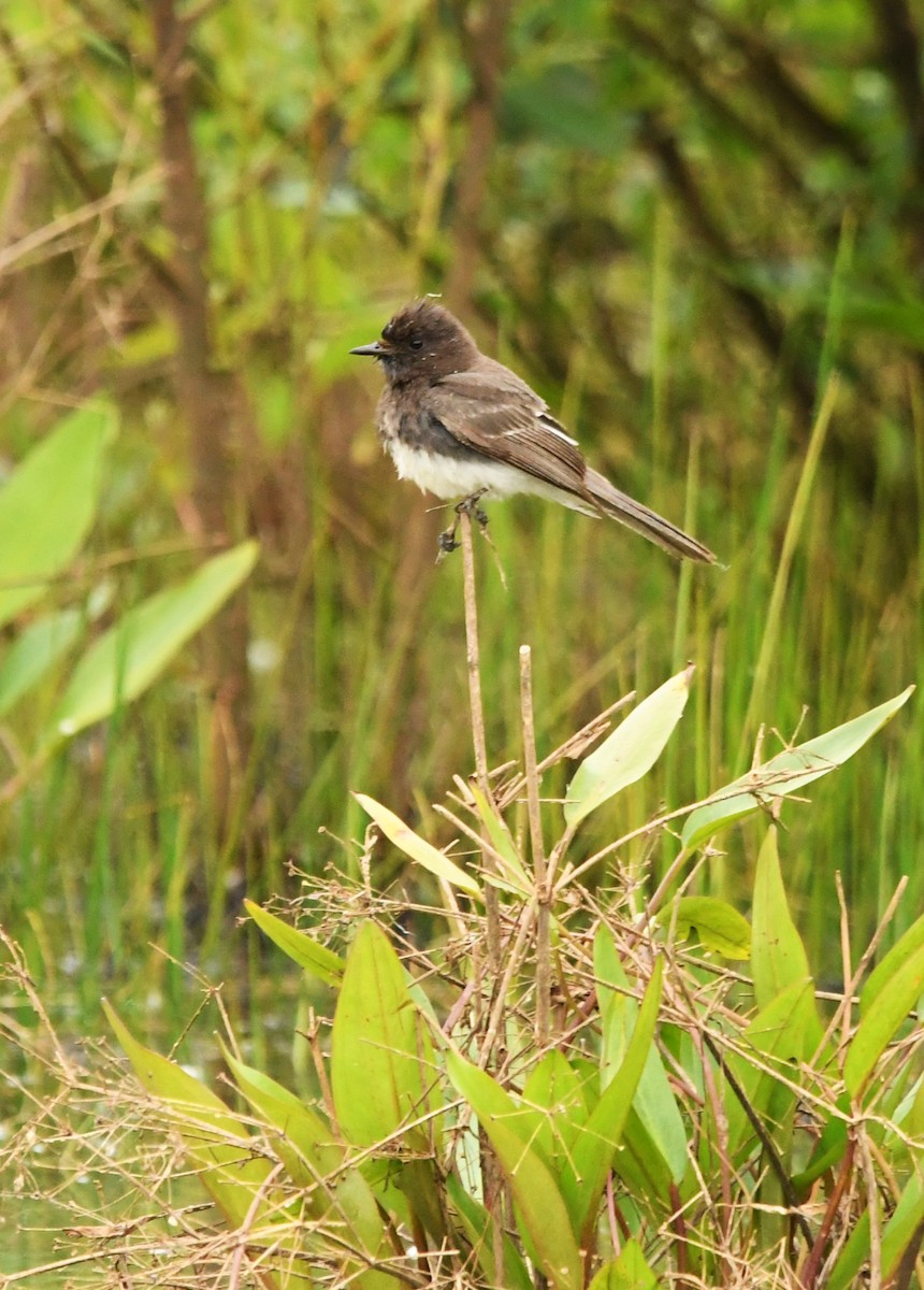 Black Phoebe - ML619599801