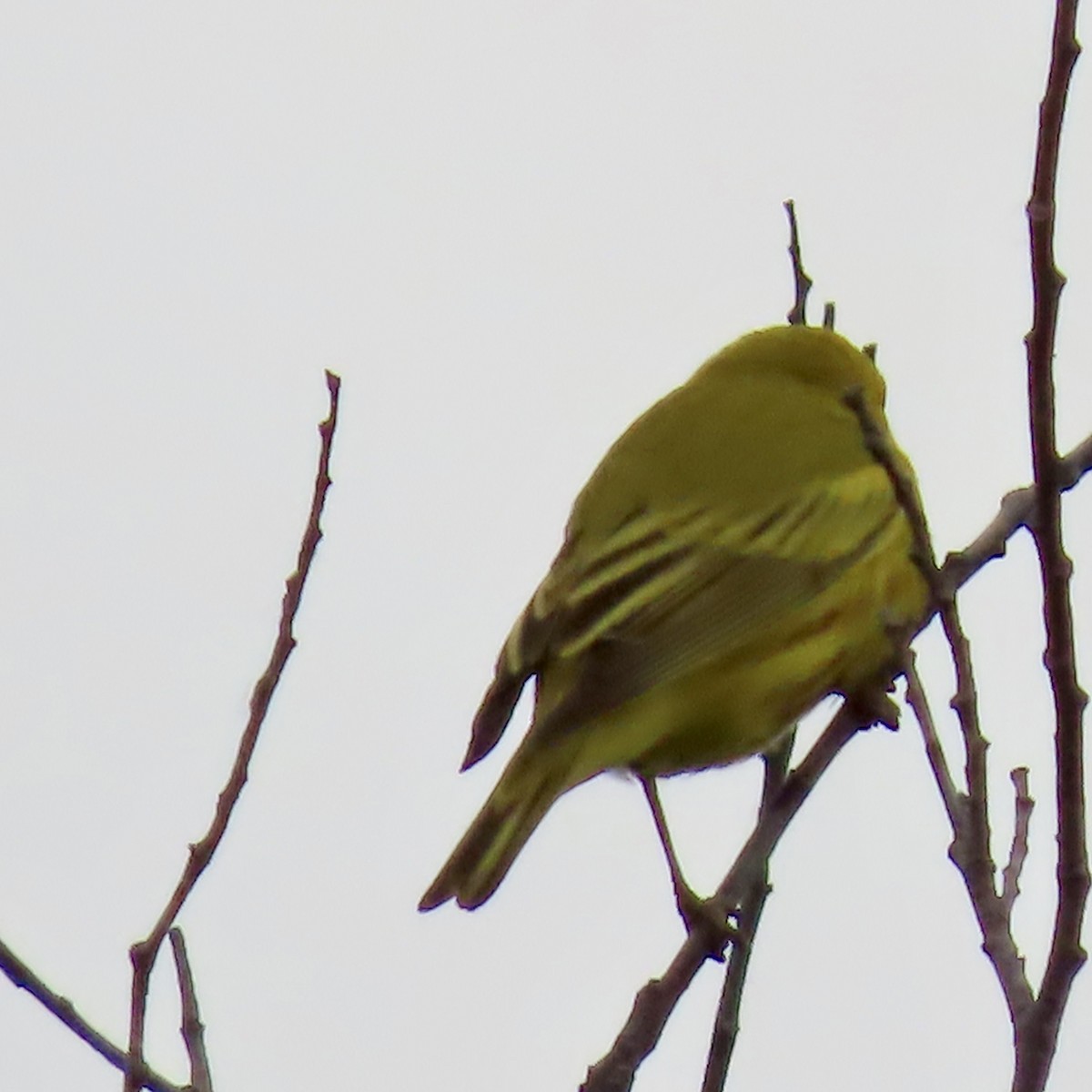 Yellow Warbler (Northern) - Jocelyn K