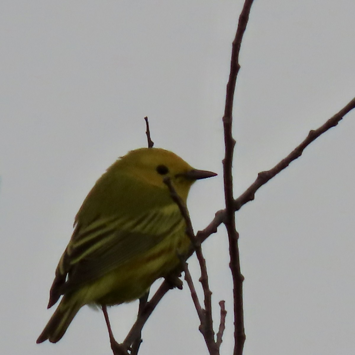 Yellow Warbler (Northern) - Jocelyn K