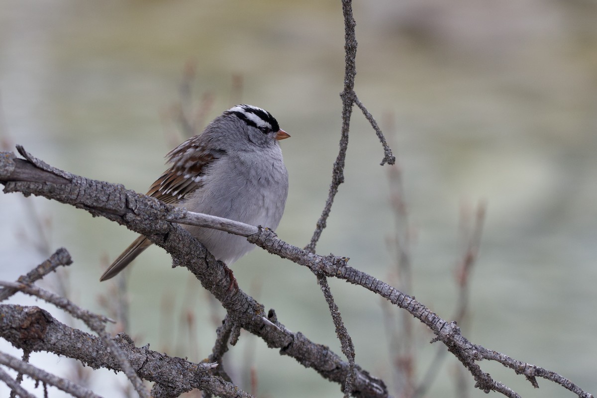 White-crowned Sparrow - ML619599816