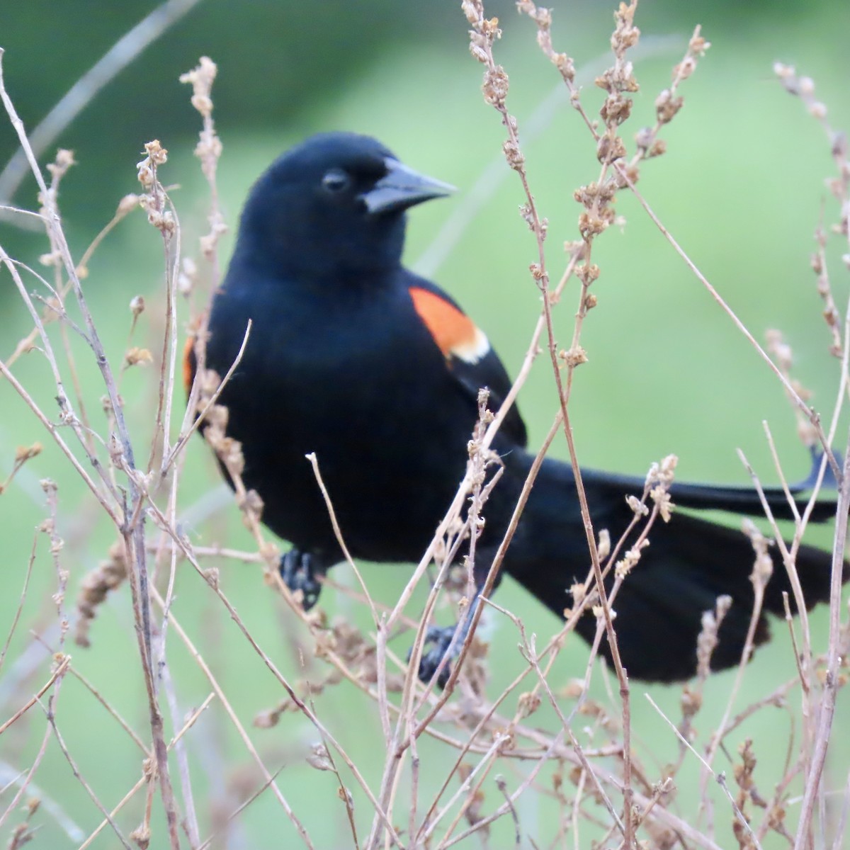 Red-winged Blackbird (Red-winged) - Jocelyn K