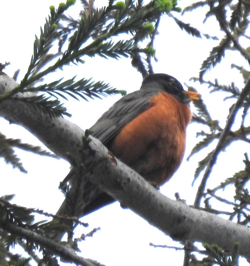 American Robin - Mark Hunter