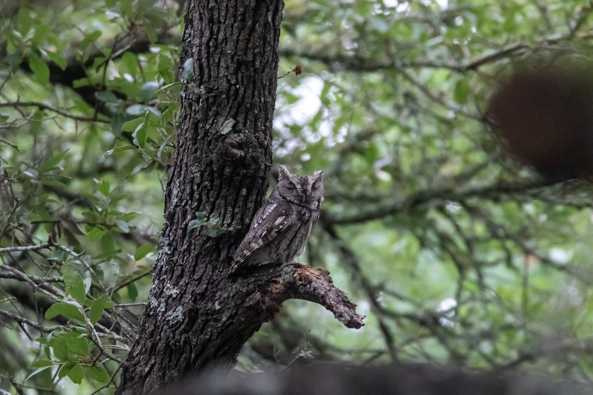 Eastern Screech-Owl - Jesse Huth