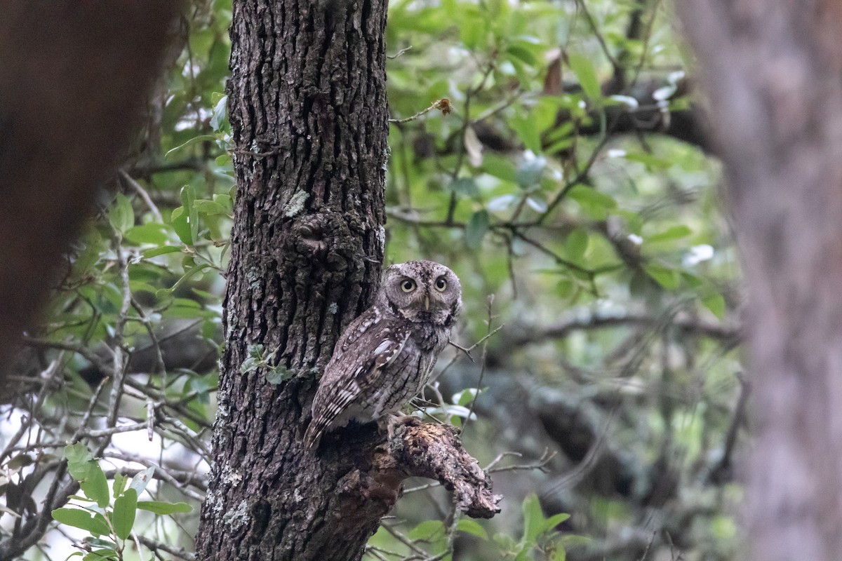 Eastern Screech-Owl - Jesse Huth