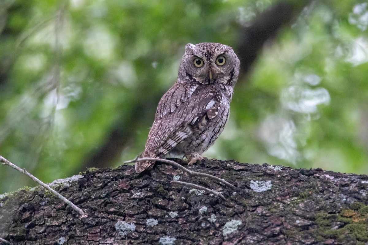 Eastern Screech-Owl - Jesse Huth